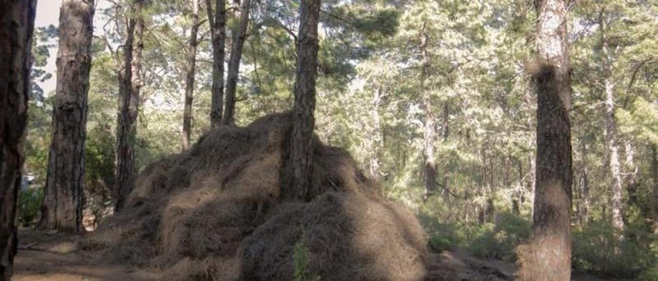 Pinocha acumulada en el monte público de El Tanque