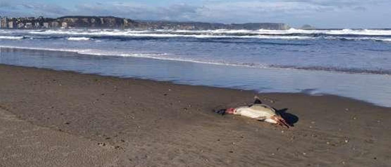 El delfín muerto en la orilla del mar en San Juan.