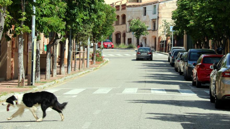 Un gos creua per un dels carrers del Bruc, deserts en aquest dies de la pandèmia |