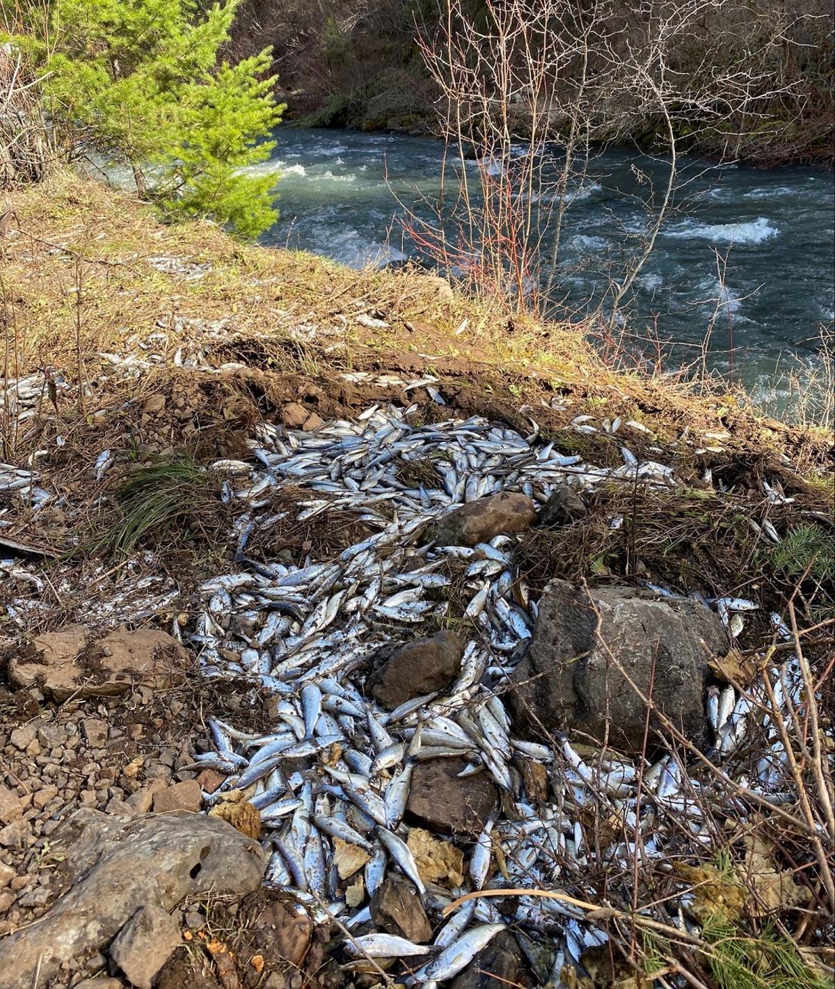 Muchos salmones llegaron al río