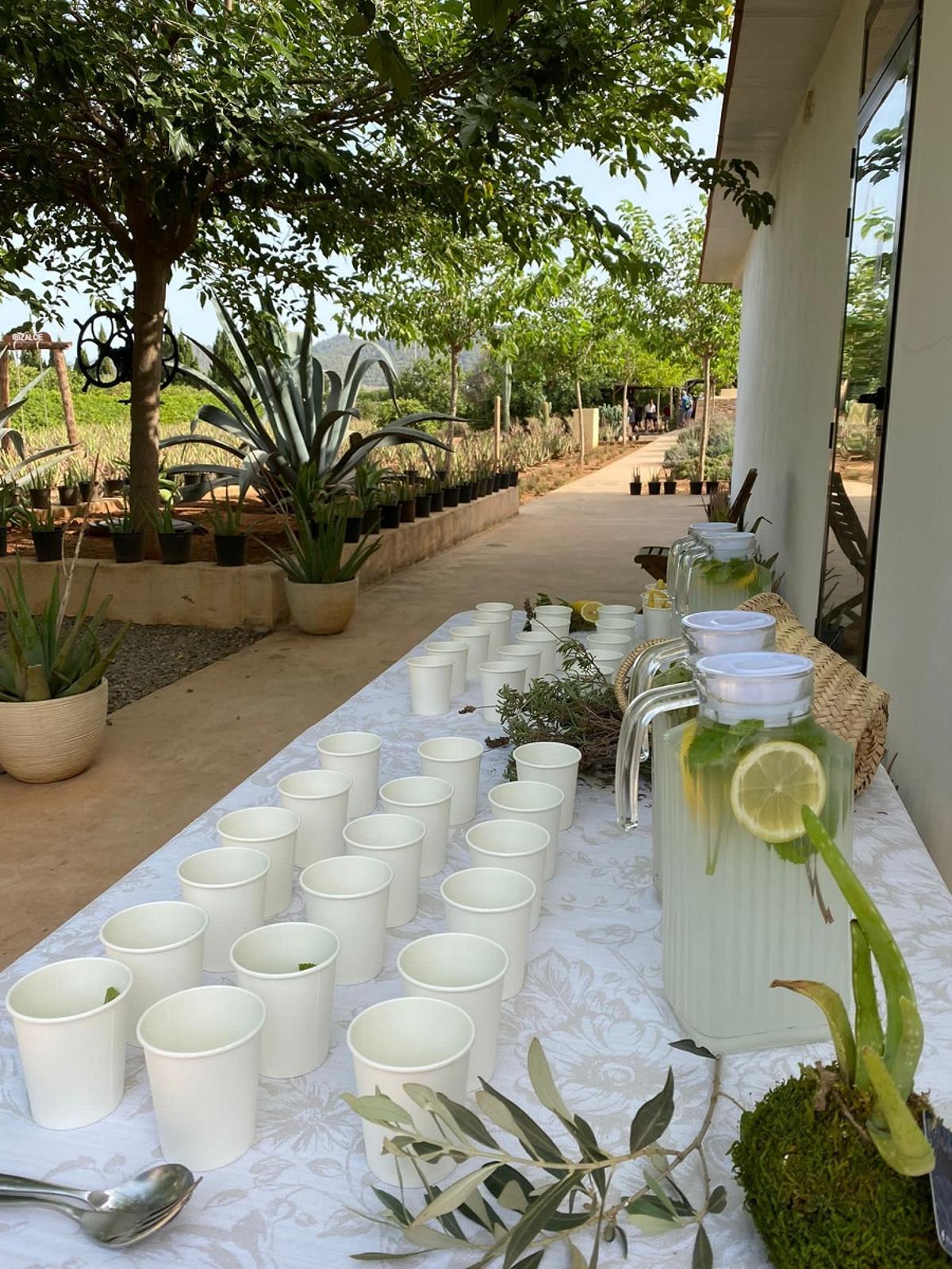 Los excursionistas probaron bebidas preparadas con aloe vera.