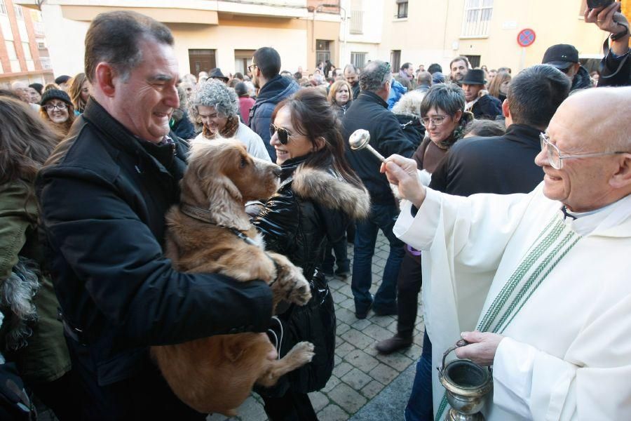 Los perros gobiernan por san Antón en Zamora