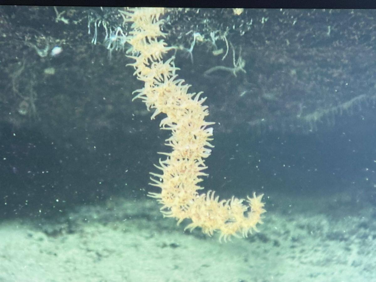 Stichopathes gravieri detectada durante la campaña del IEO en los montes submarinos de Canarias.