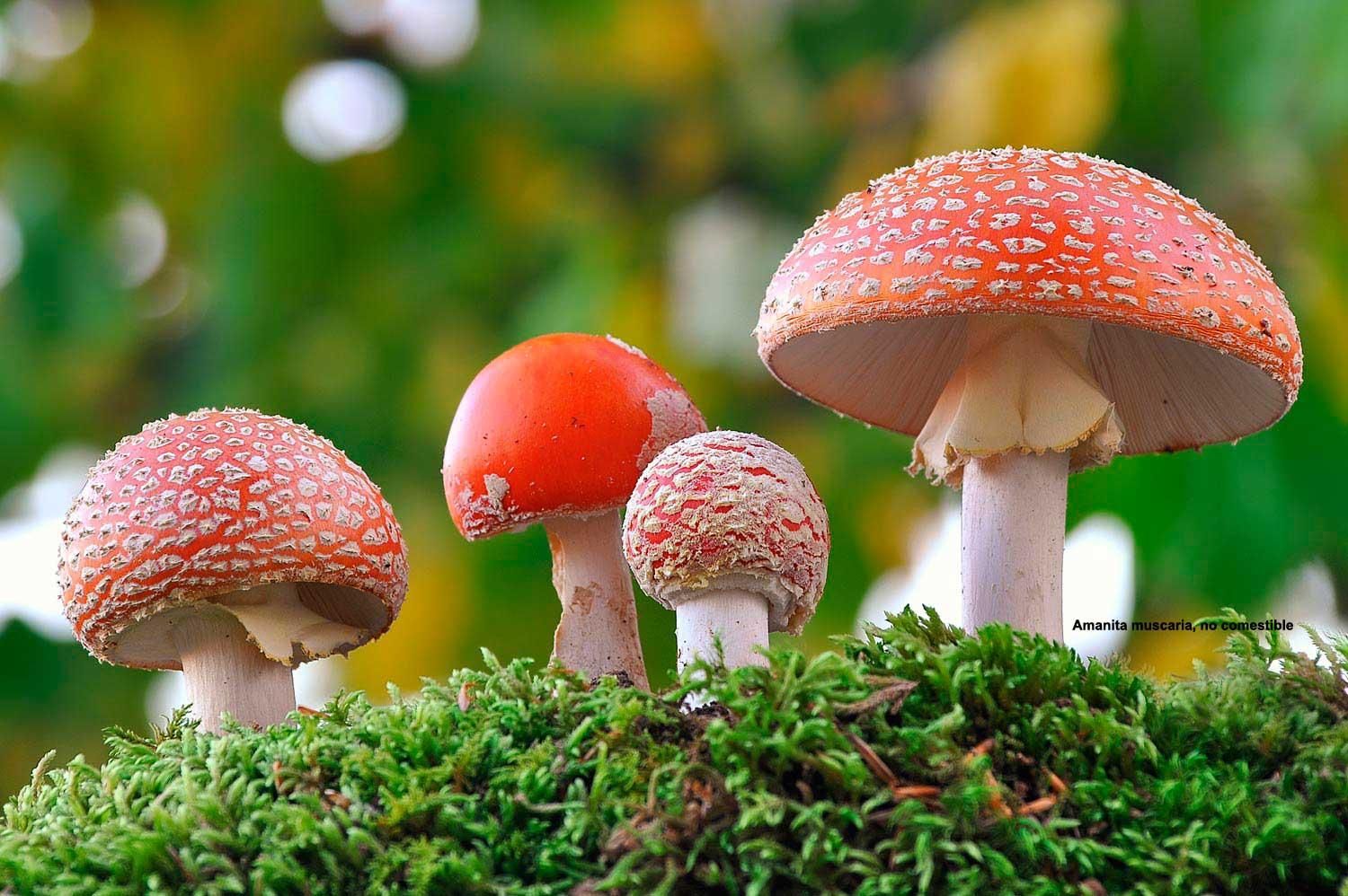 Amanita muscaria family