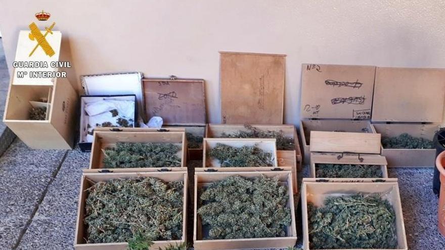 Detenido por cultivar y secar marihuana en su vivienda