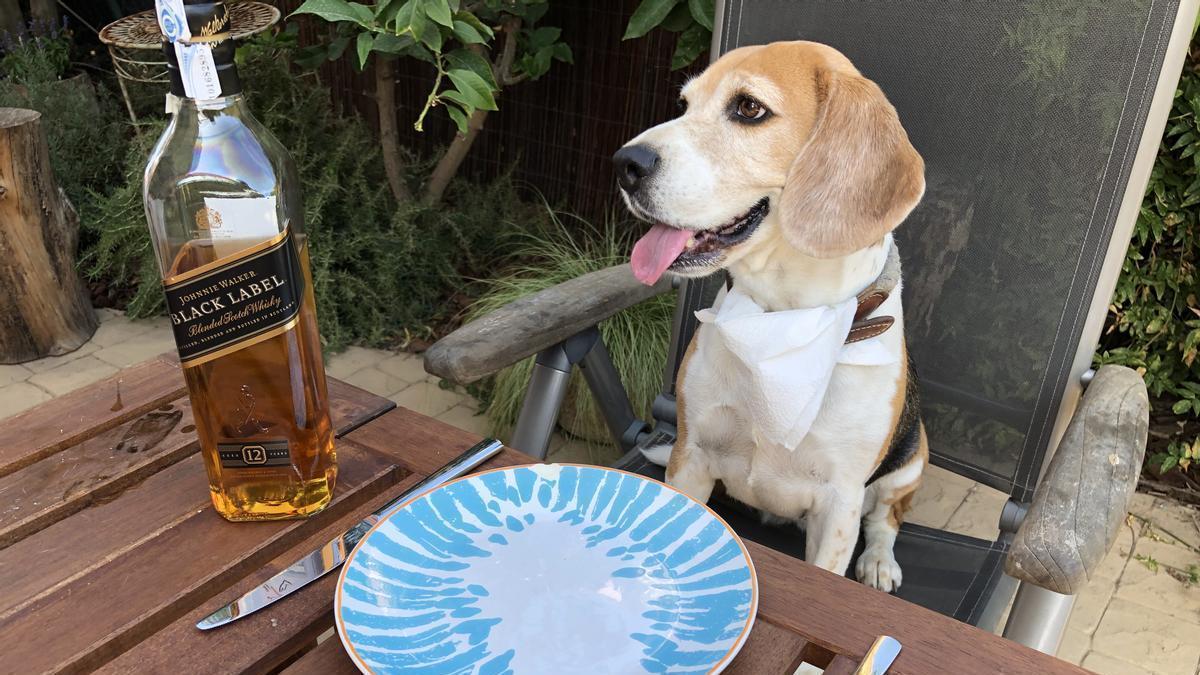 Das will man nicht im Hotel haben: Ein Beagle, der mit am Tisch sitzt und eine nächtens entwendete Flasche Whiskey.
