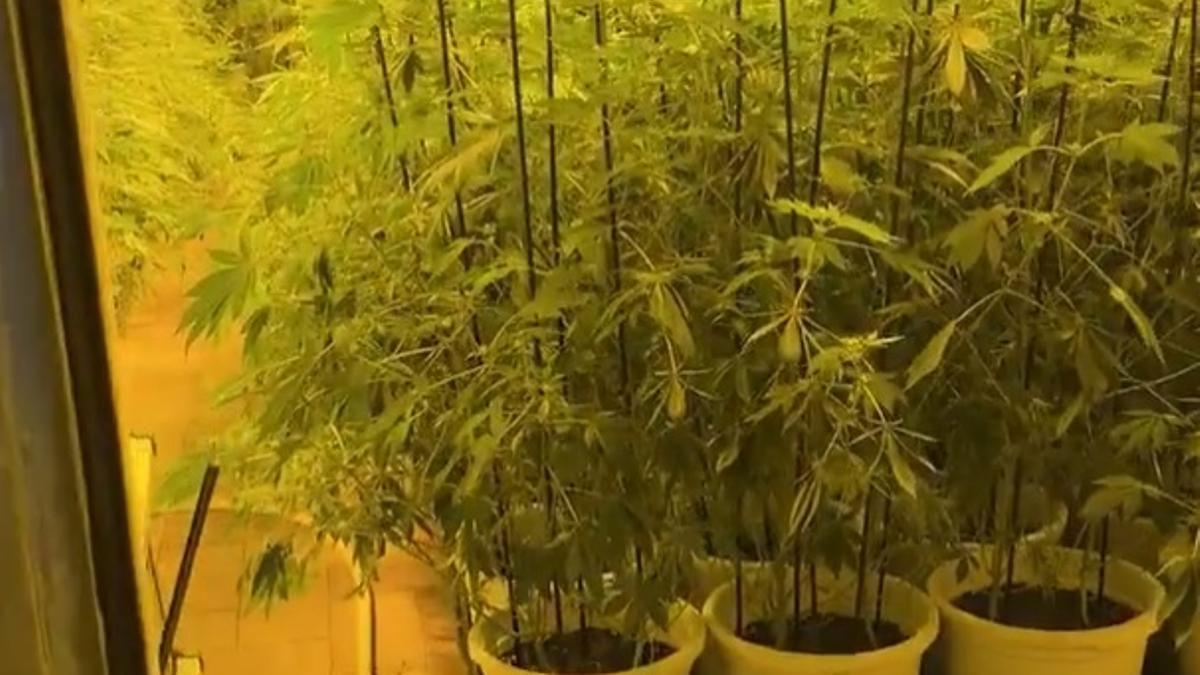 La plantación de marihuana localizada en la casa de Vallbona d'Anoia.
