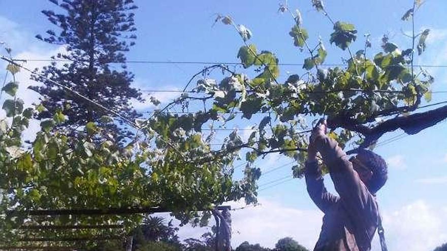 Un prescriptor sueco examina una planta de albariño.