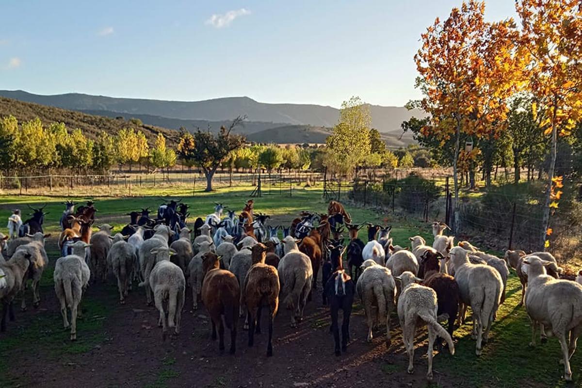 Cabras y ovejas conviven con los viajeros en esta casa rural.