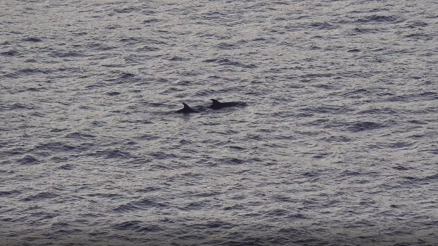 ‘Calvianers’ asombrados: “Nunca habíamos visto tantos delfines en la reserva de El Toro”