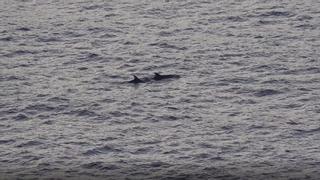 ‘Calvianers’ asombrados: “Nunca habíamos visto tantos delfines en la reserva de El Toro”