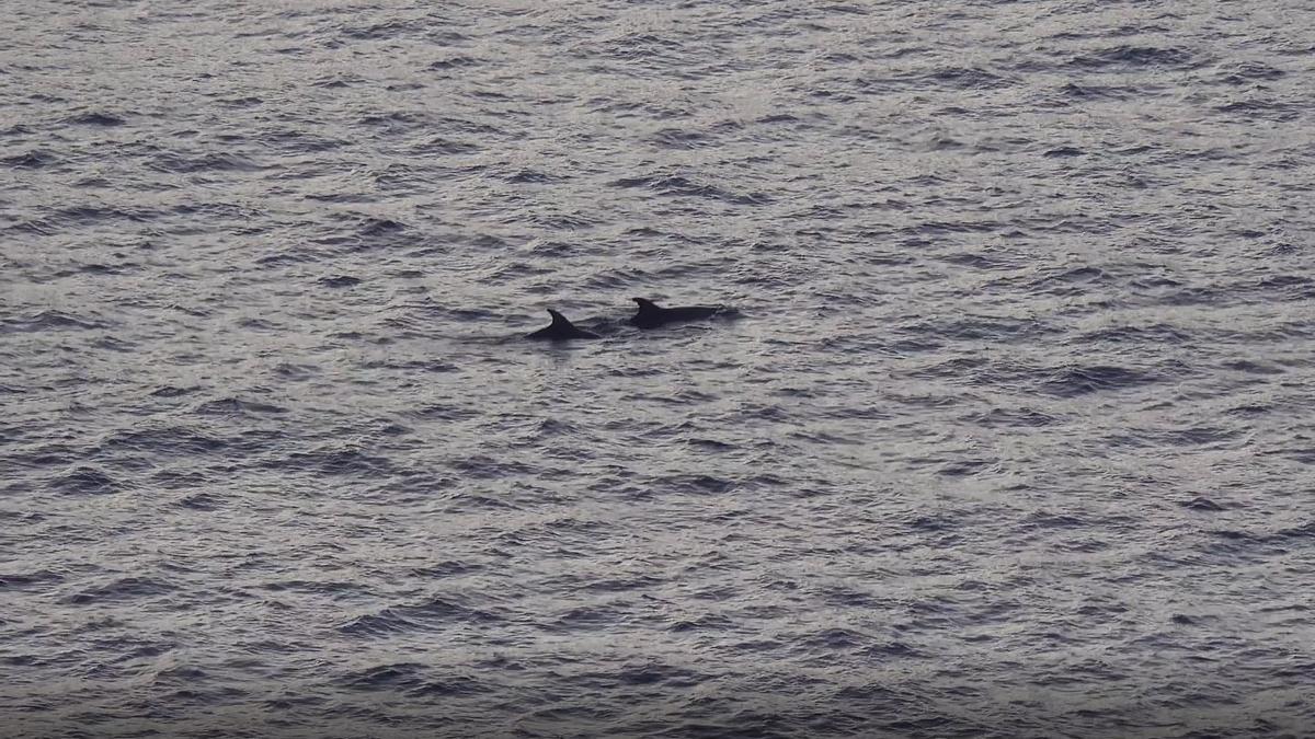 Delfines en la reserva marina de El Toro (Calvià)