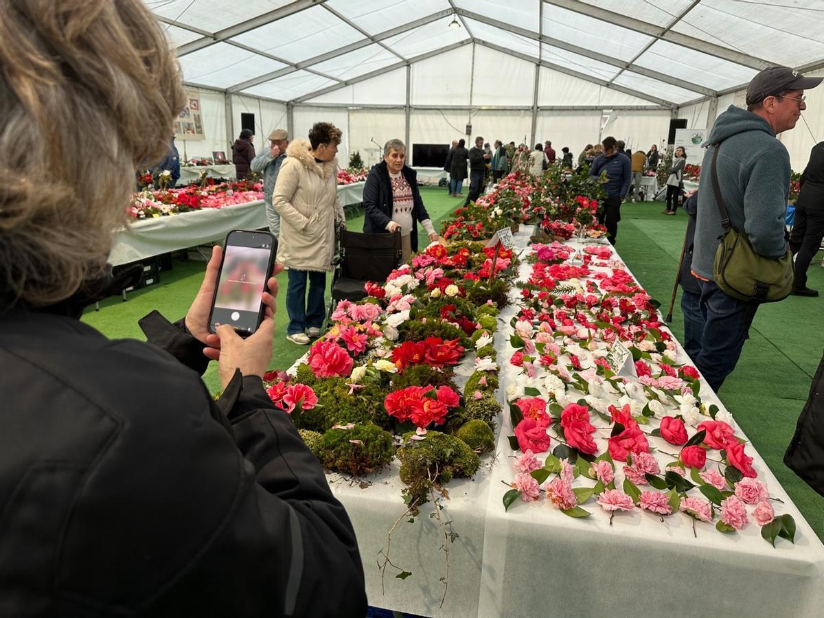 En imágenes: las camelias arrasan en Luarca