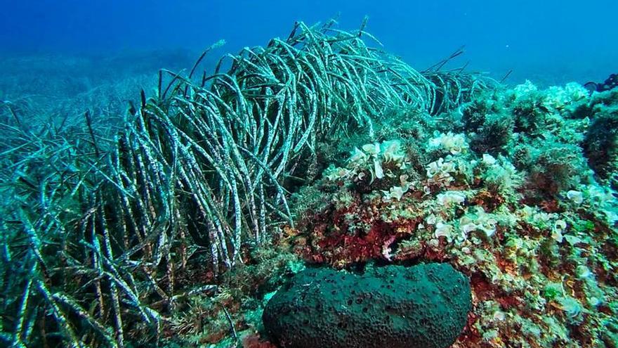 Posidonia. DI