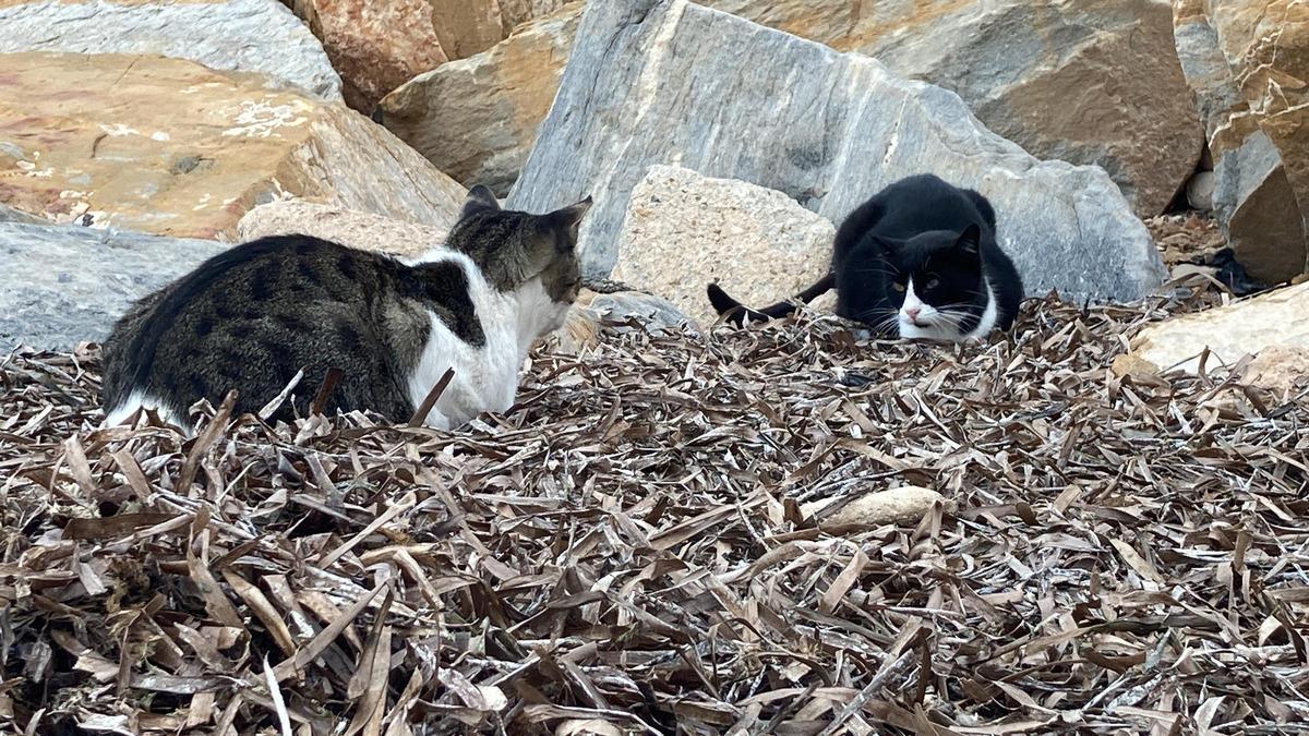 Gatos de la colonia del Hombre del Mar sobre su colchón de algas