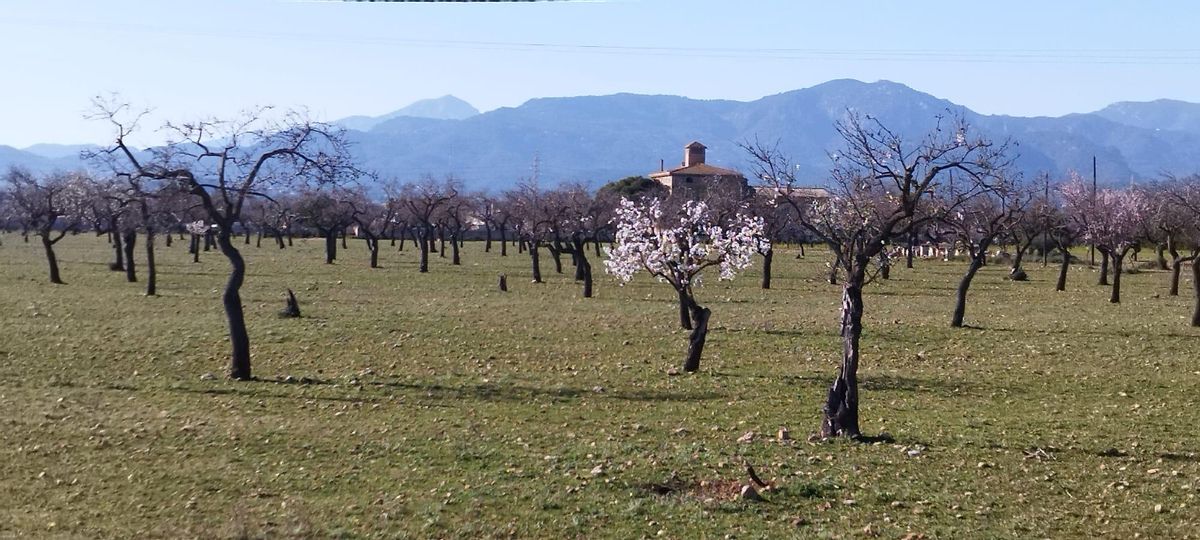 Los vecinos alertan del «impacto exagerado» del parque solar de Can Garriga en Marratxí