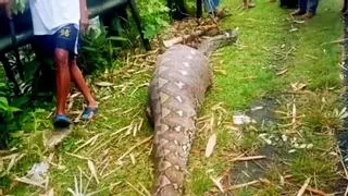 Una serpiente pitón mata y se traga entera a una mujer de 45 años