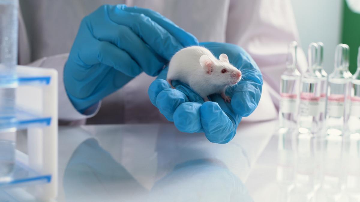 Un ratón experimental en la mano del investigador de laboratorio.