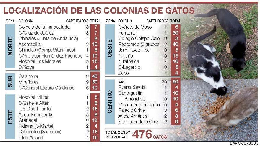 Cuidado con los gatos callejeros - Diario Córdoba