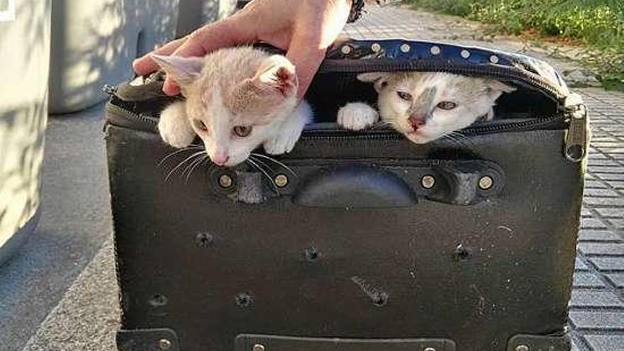 Los gatos, tras la apertura de la maleta donde los encerraron. // Progape