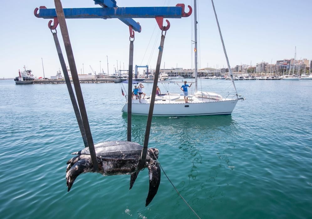 Una tortuga de300 kilos aparece muerta en La Albufereta