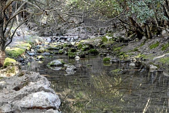 Die Quelle Es Salt des Freu bei Orient:  Es ist, als wenn das Wasser alles aufsaugt und mit sich reißt. Man möchte ihm folgen und verweilt doch immer wieder, um Fels, Steine, Verästelungen zu betracht