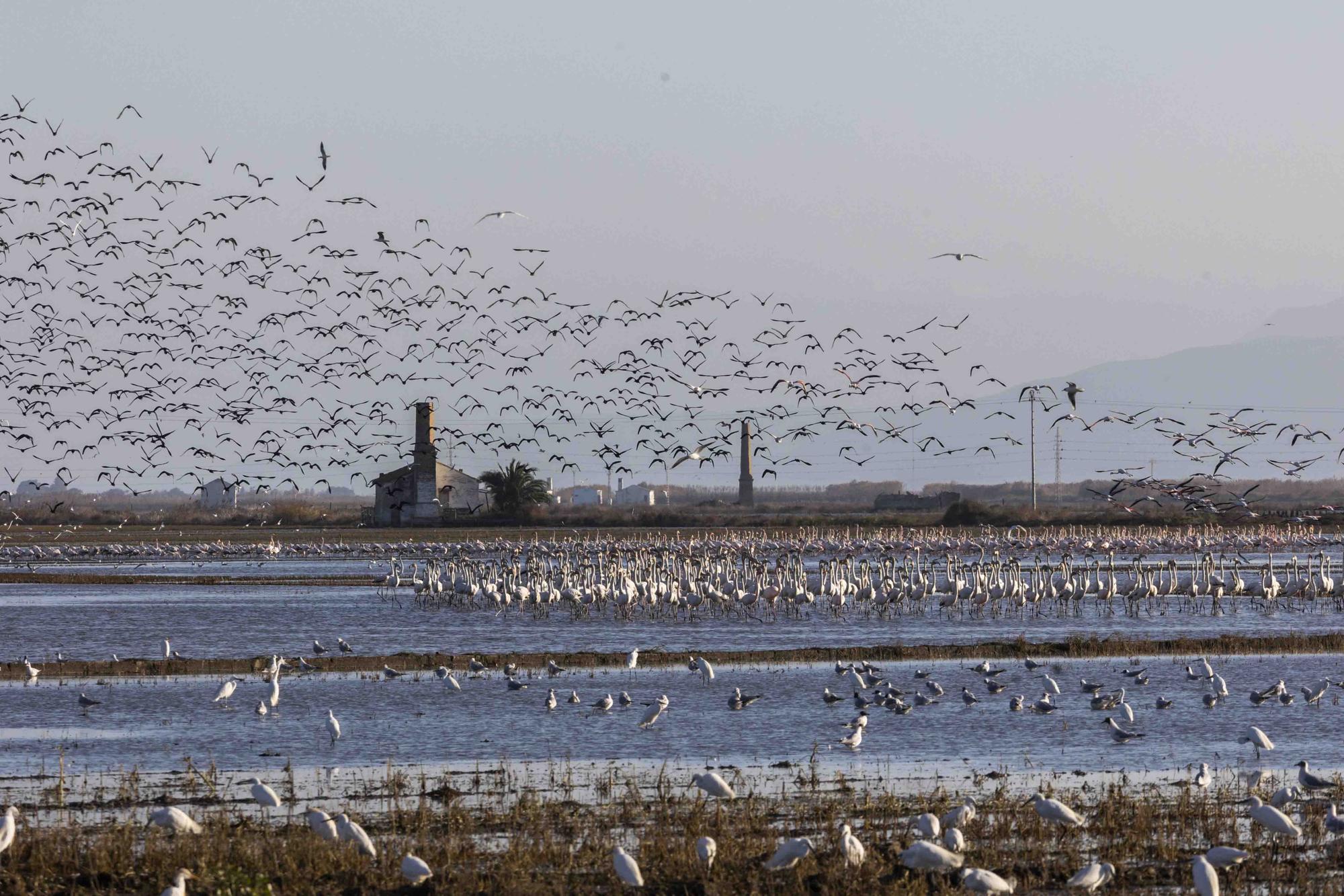 Flamencos, "moritos" y otras aves hibernan en l'Albufera