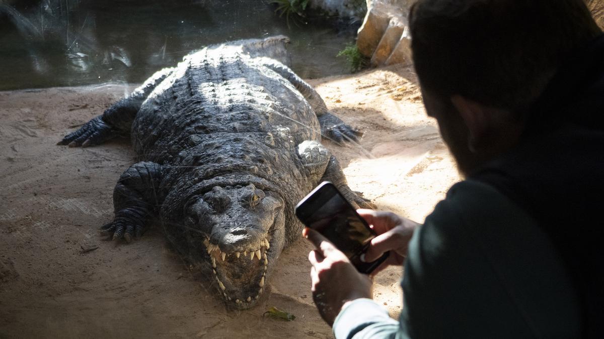 Bioparc Valencia abre todos los días del año, en horario ininterrumpido de 10 a 18 horas.