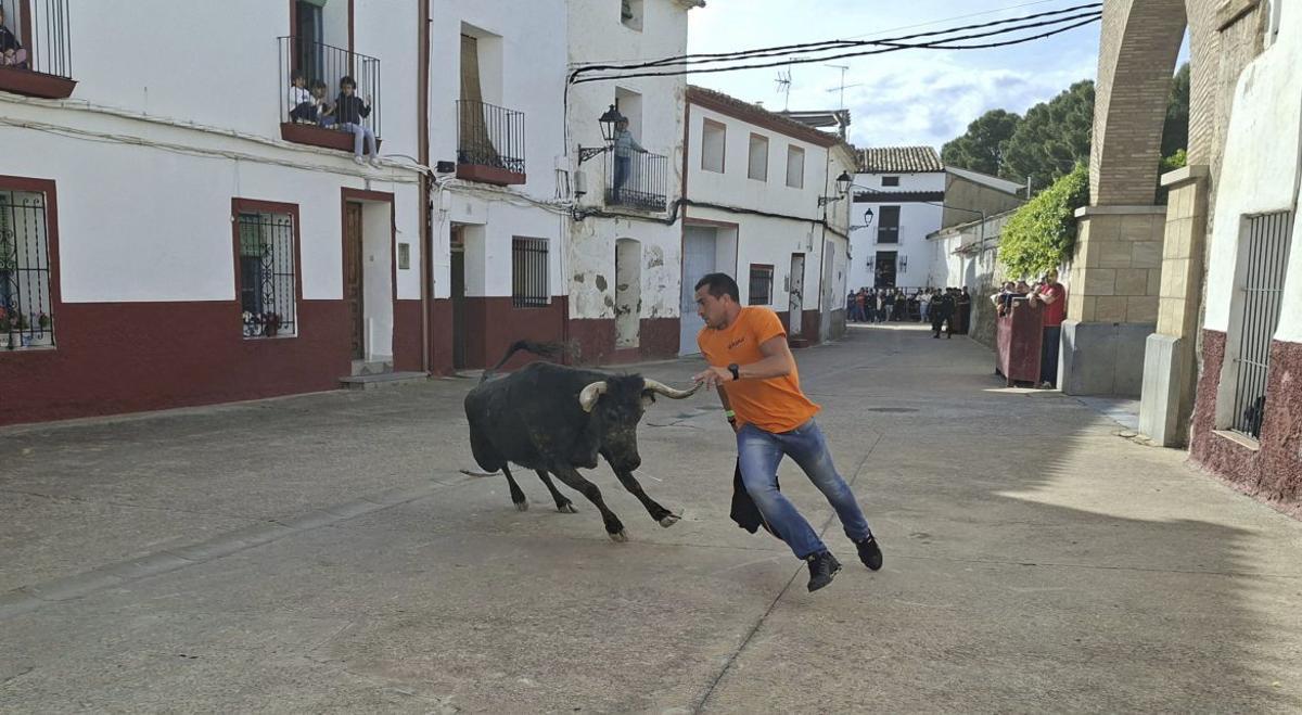 Los encierros de vacas tuvieron gran seguimiento. | SERVICIO ESPECIAL