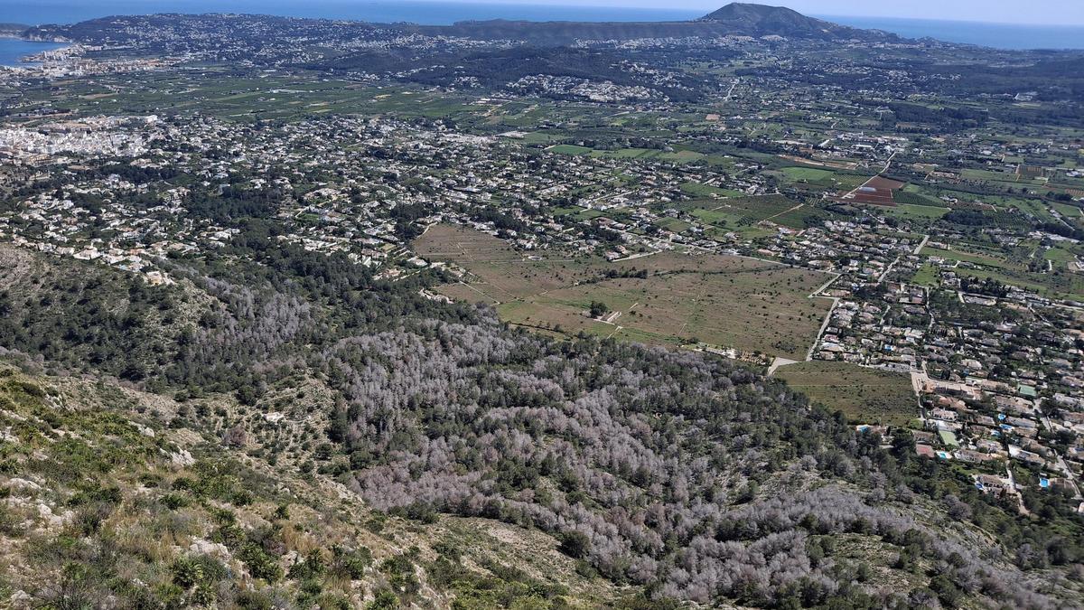 Pinos secos y chalés en la ladera y el valle del Montgó