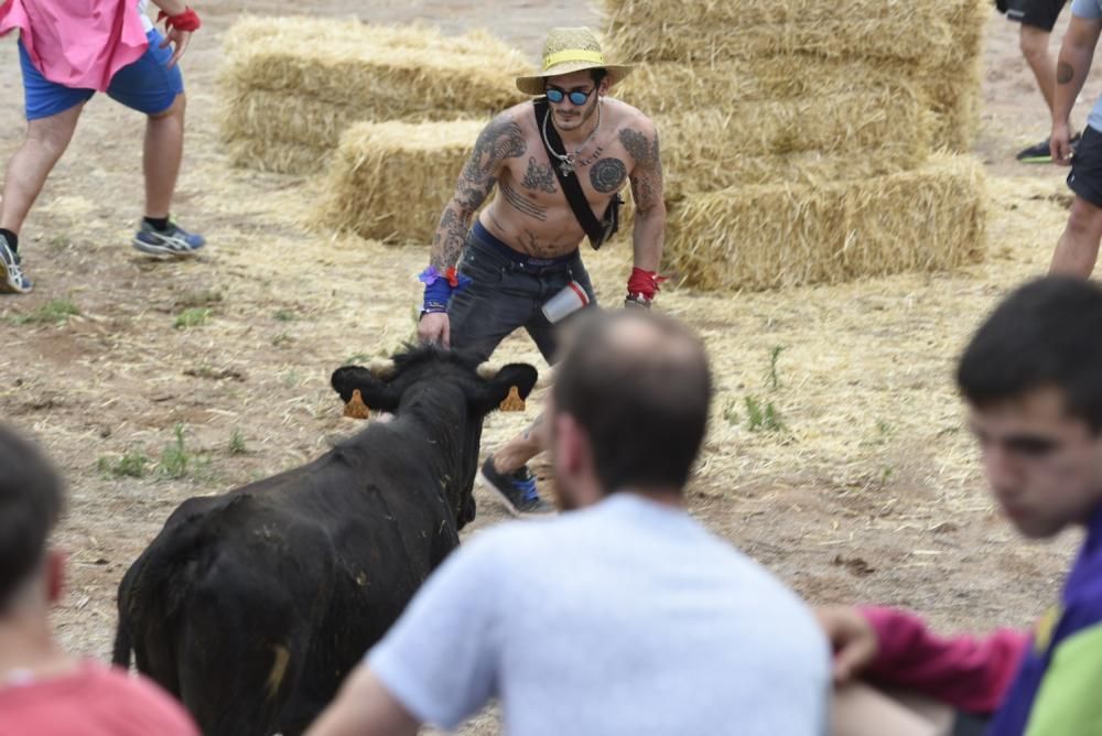 Vaquetes de Santpedor 2018