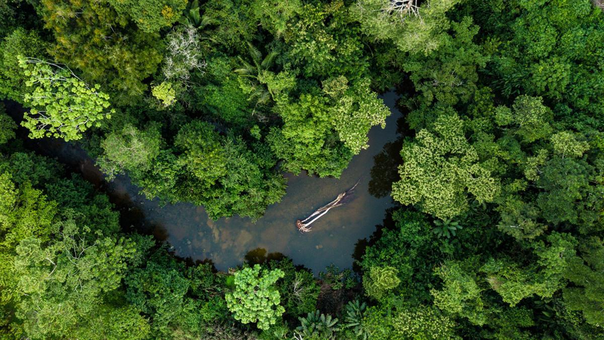 Foto aérea de la selva del Amazonas.
