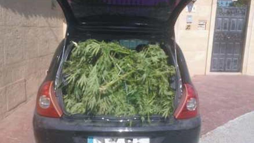 Las plantas de marihuana requisadas del vehículo donde viajaban los jóvenes.