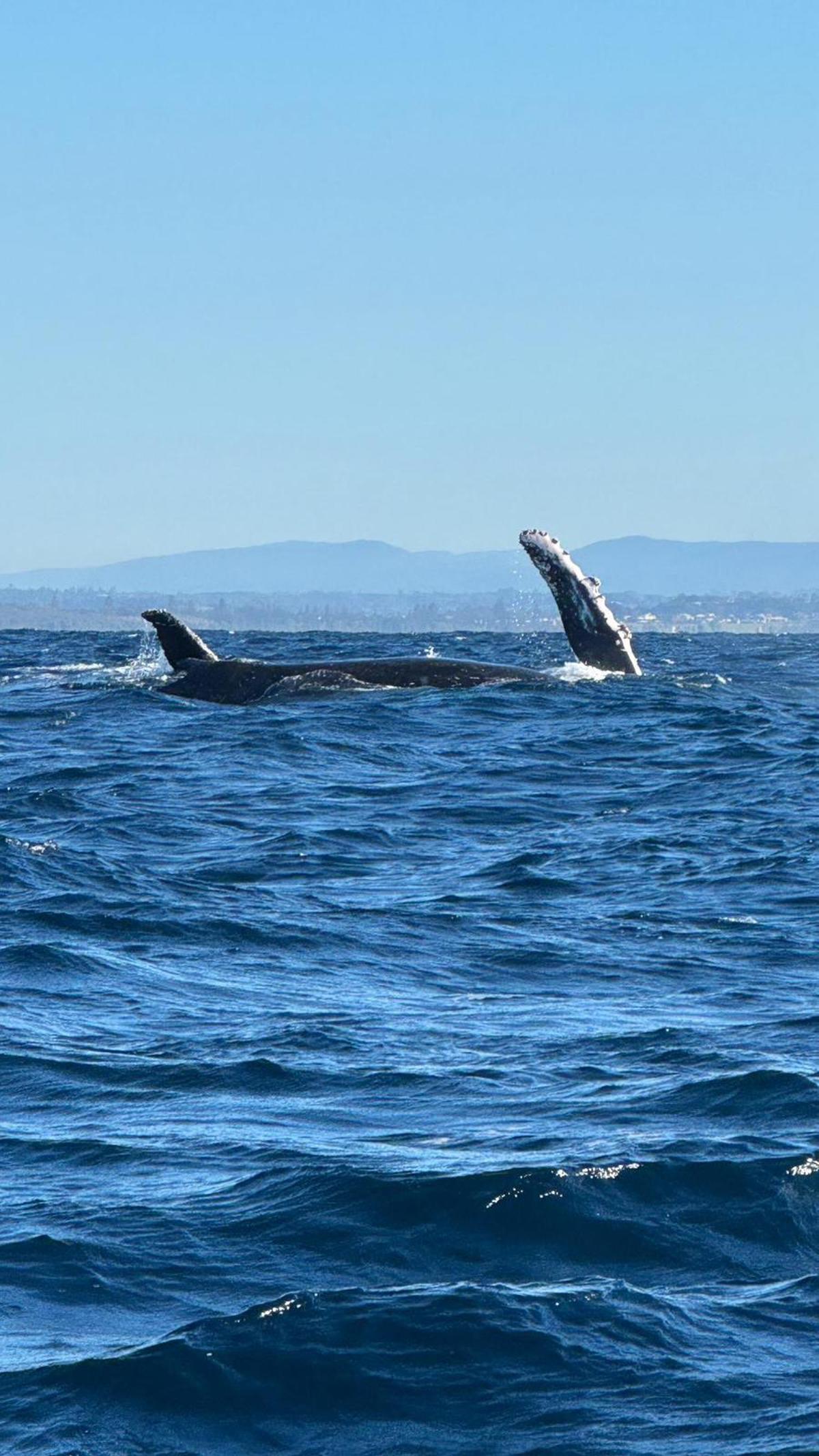 Una orca en la costa australiana captada por Alejandra.