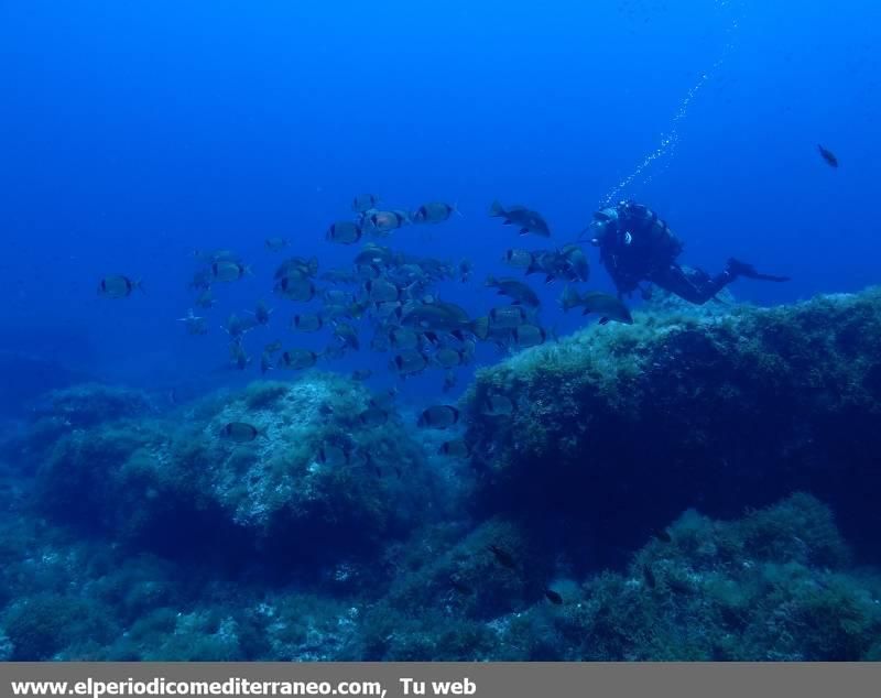 Submarinismo en Castellón