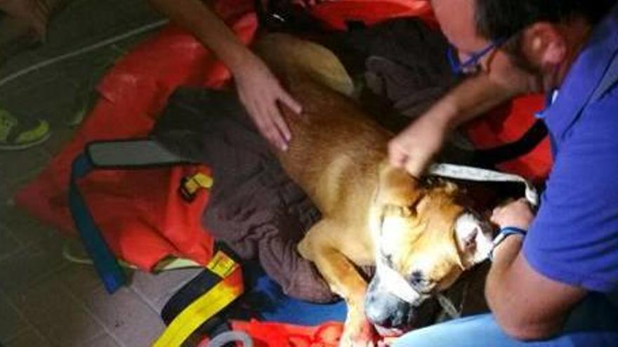 Rescatan del cauce del río Gorgos en Xàbia a un perro malherido