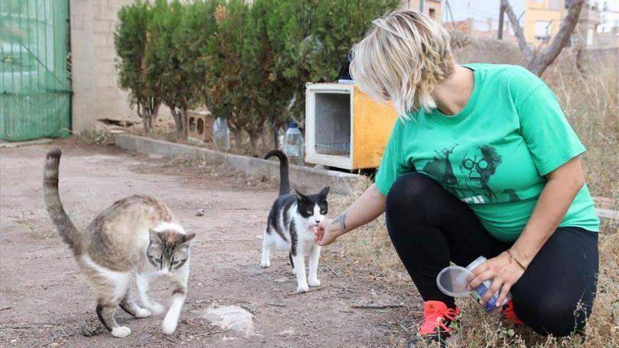 El cuidado y bienestar de los gatos es el objetivo de las voluntarias.