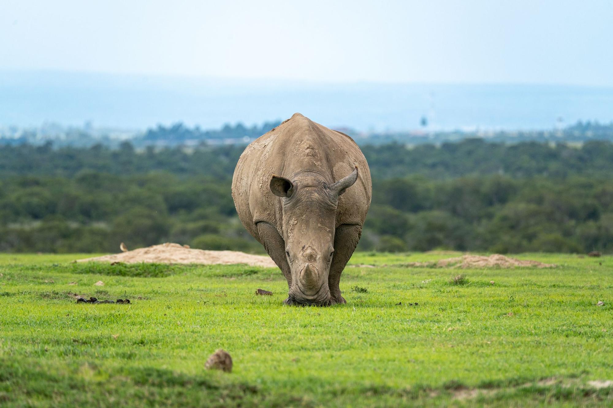 Un ejemplar de rinoceronte blanco del sur