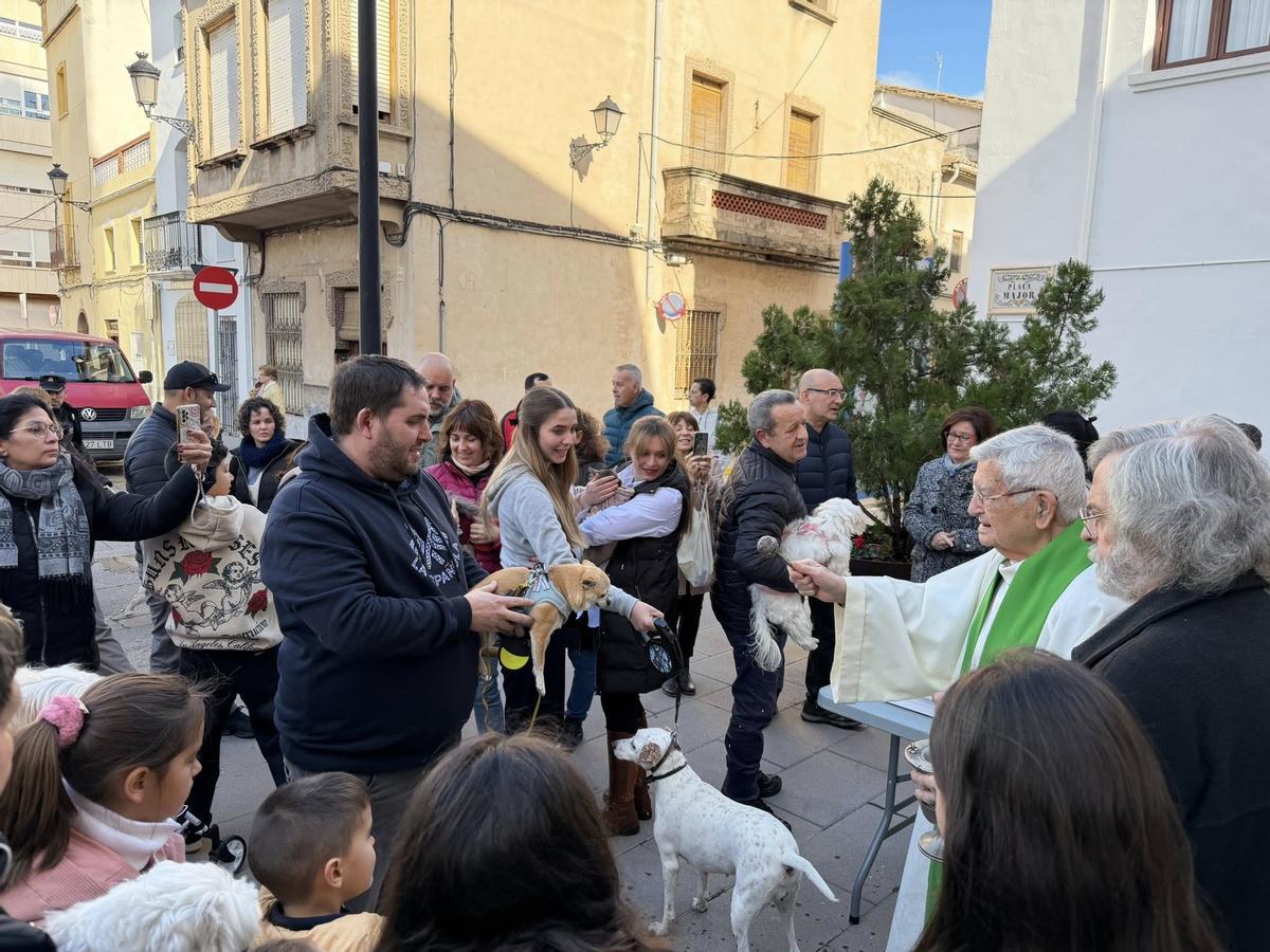 La Safor es vist de tradició amb la popular festa de Sant Antoni