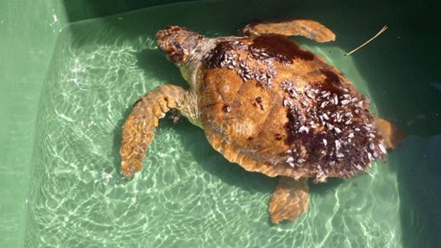 Hallan una tortuga boba varada en Torrevieja procedente de EEUU