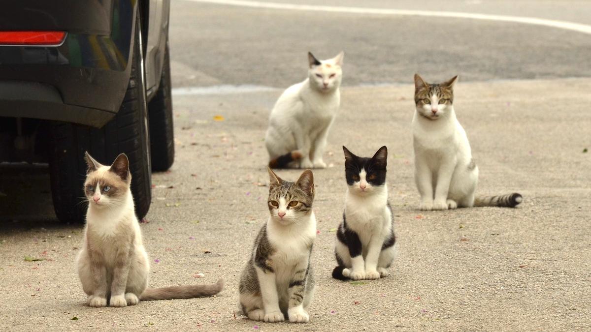 Gatos callejeros