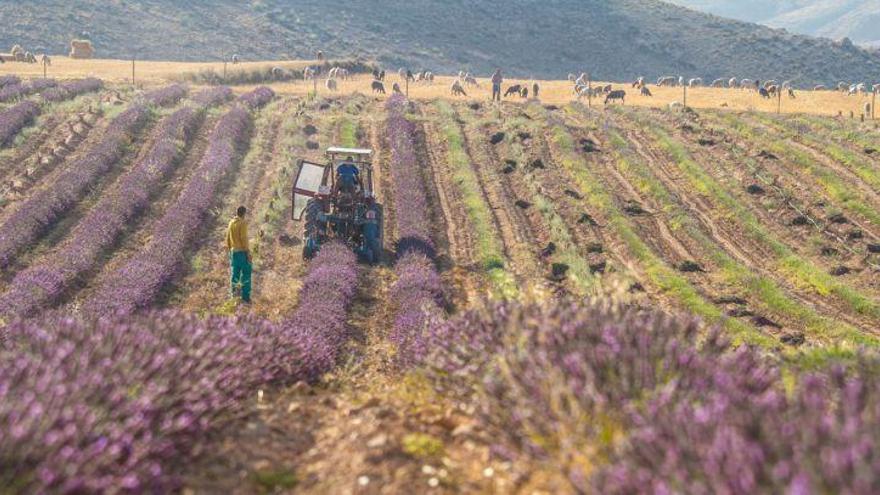 El CITA presenta el resultado de los proyectos FITE en cultivos aromáticos y cereal