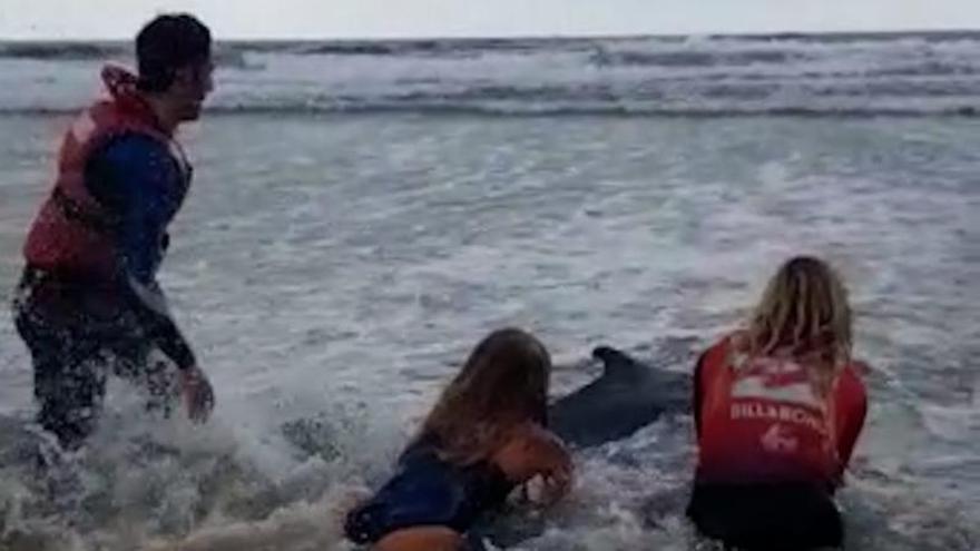 Socorristas y bañistas tratan de salvar al delfín
