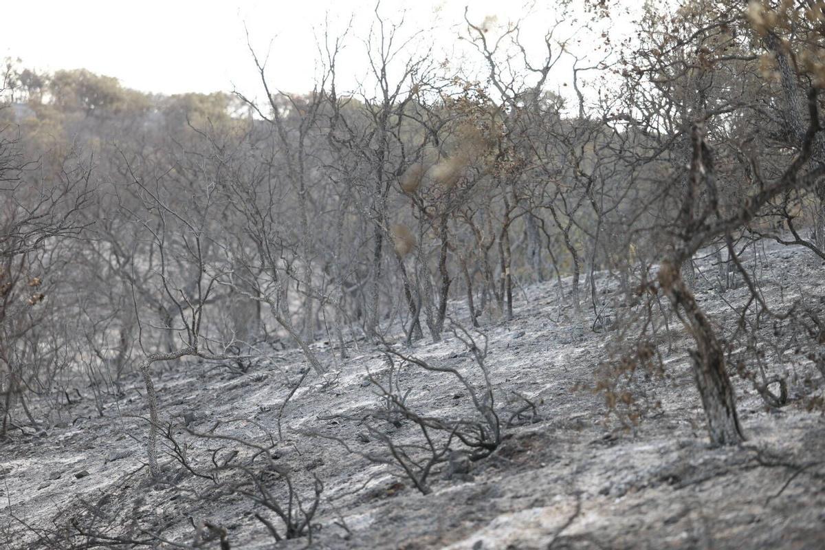 El Infoca trabaja en la extinción del incendio de Las Jaras en la sierra de Córdoba