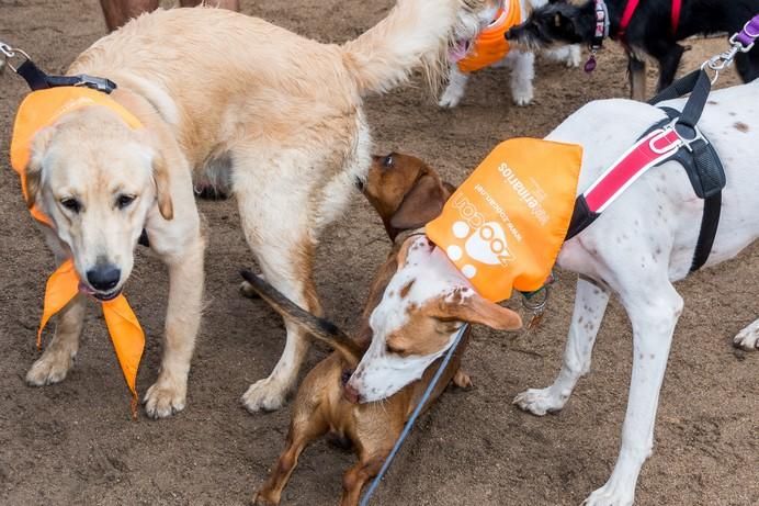 La Doggie Race, vista por José Fco. Fernández Belda