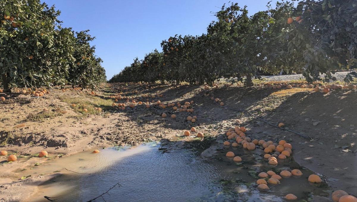 Naranjales afectados por las borrascas del pasado invierno en Palma del Río.