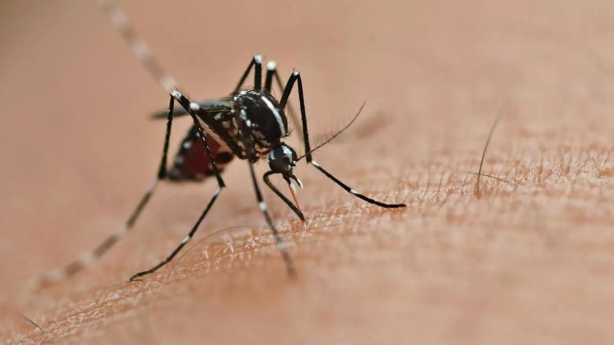 Adiós a los mosquitos en la habitación: el vaso que debes colocar al lado de la ventana para evitar que entren