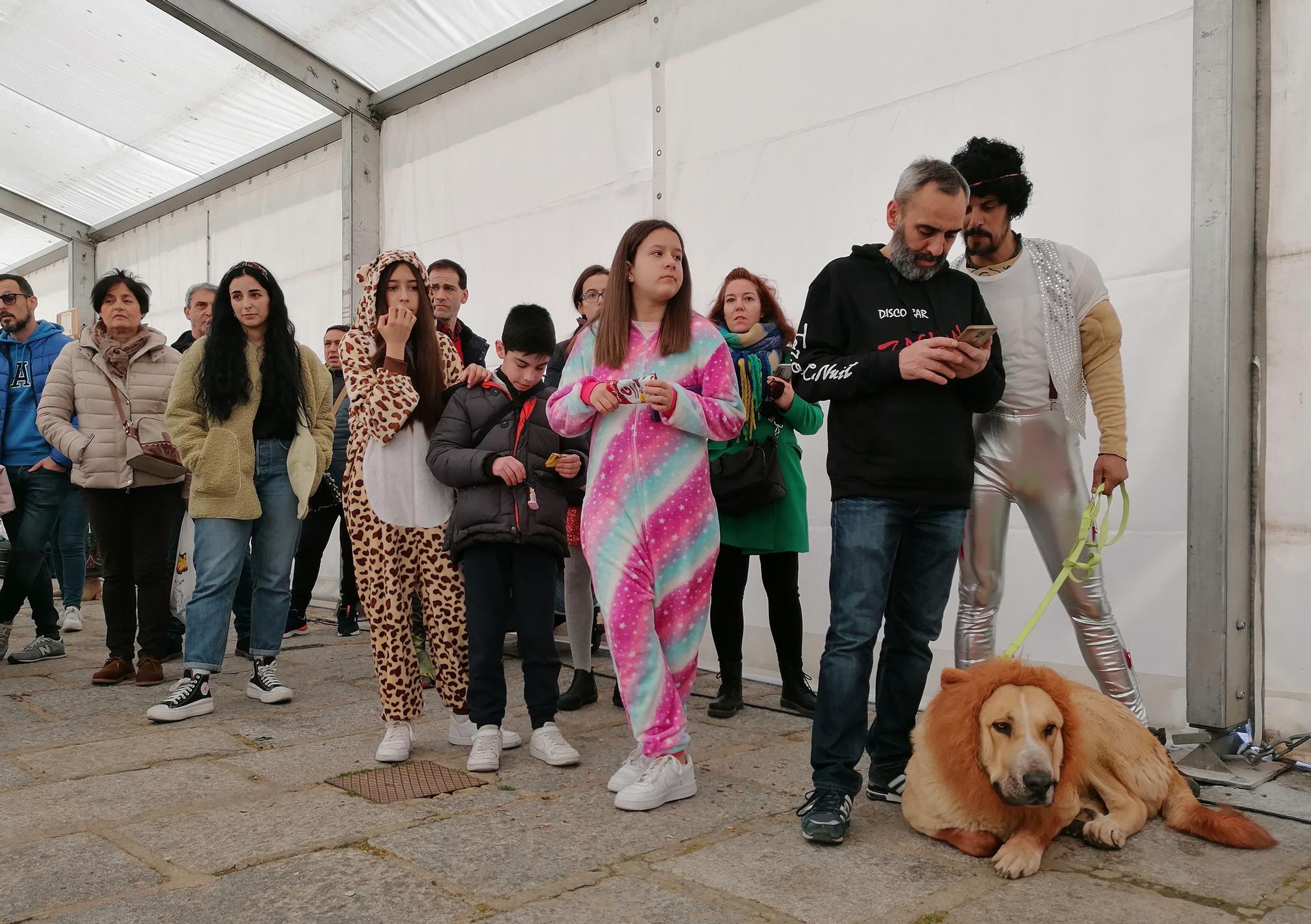 Los animales se apuntan al Carnaval de Toro