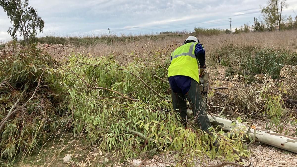 Un operario tala un eucaliptus en el cauce del río Magro a su paso por Carlet