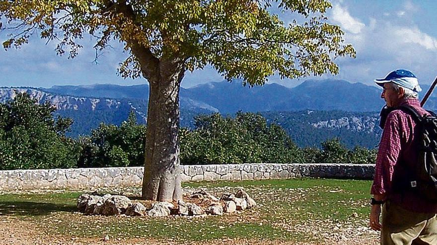 Für Mallorquiner ein Kulturgut: der Lledoner, Zürgelbaum, vor der Ermita de Maristella.